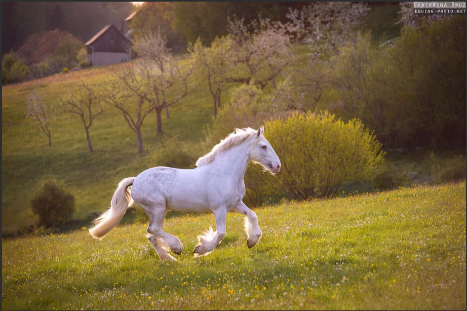 Ekaterina Druz - Equine Photography - SPRING MEDOWS - White Shire mare galloping on the blossom field